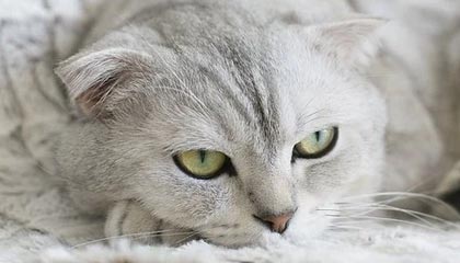 澳门银河|自行车赛事v2.6.2